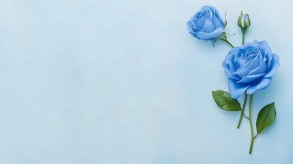 Blue roses on light blue background, space for text, floral design, greeting card, invitation
