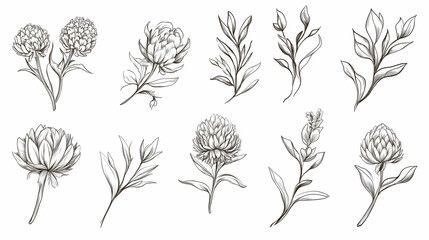 Botanical line art floral illustrations; various flowers and leaves; white background; design elements for invitations, websites