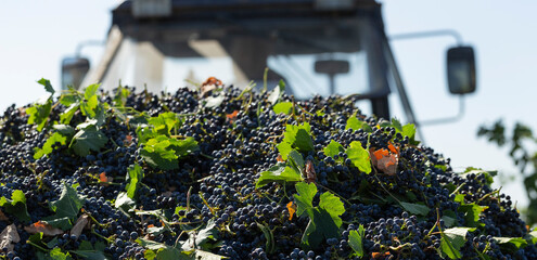 Peasants are picking grapes.  Wine-making. Mechanization of the grape harvesting process. Removal of wine materials from the plantation by tractor.