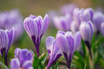 Crocuses beautiful purple and white flowers - macro photo, Polish spring