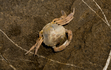 Liocarcinus depurator (Portunus plicatus), sometimes called the harbour crab, or sandy swimming crab. The fauna of the Black Sea. Dead animals.