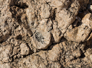 Fossil corals of the Red Sea. Ancient creatures, turned into stone. Reef corals.