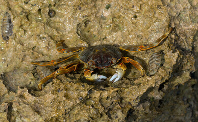 Grapsus albolineatus is a species of decapod crustacean in the family Grapsidae