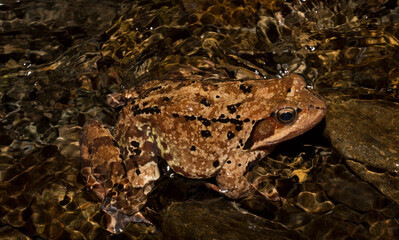 The common frog or grass frog (Rana temporaria). A reptile in a stream in the Balkan forest.