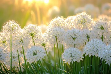 Golden hour illuminates a field of delicate, white, spherical blooms
