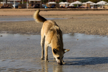 Egypt. Red wild dogs on the shore of the red sea. The animal catches fish at low tide. The hunting...