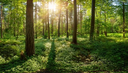 Obraz premium panorama of a wild forest in summer with bright sun shining through the trees