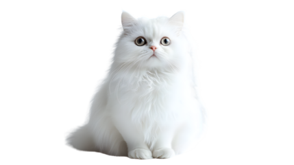 Fluffy White Cat Sitting with Expressive Eyes Perfect for Pet Lovers and Animal Themes