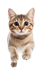 Obraz premium Adorable brown tabby kitten with wide eyes and cute expression, cut out