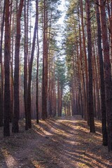 beautiful spring landscape with pine trees and forest