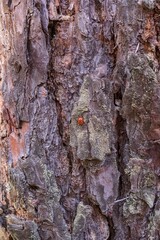 Red ladybug sits on a stump among moss and micro fungi in the forest. Ladybug in its habitat. Insects in the forest.