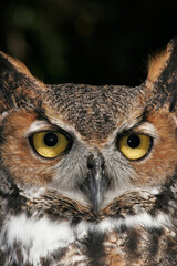 Closeup of a Great Horned Owl, Bubo virginianus