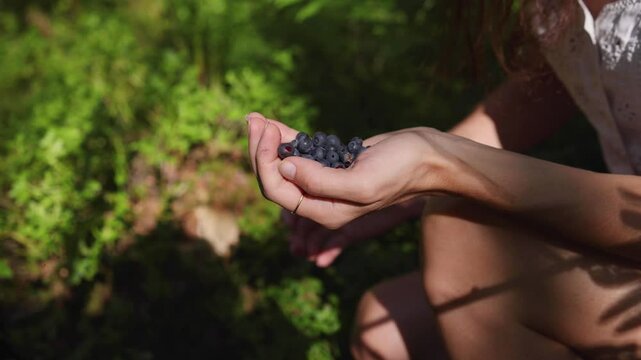 Harvested berries, process of collecting, harvesting and picking ripe berries in the forest, close up view of hands with bilberry, blueberry, blackberry, strawberry and raspberry growing, berry farm
