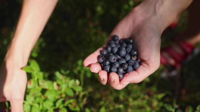 Harvested berries, process of collecting, harvesting and picking ripe berries in the forest, close up view of hands with bilberry, blueberry, blackberry, strawberry and raspberry growing, berry farm