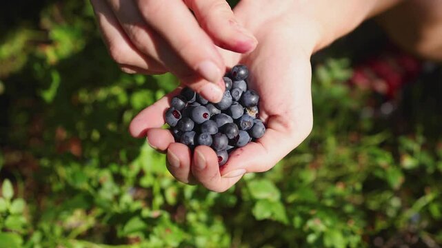 Harvested berries, process of collecting, harvesting and picking ripe berries in the forest, close up view of hands with bilberry, blueberry, blackberry, strawberry and raspberry growing, berry farm