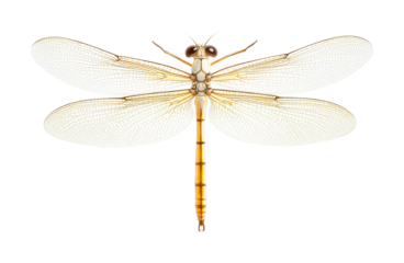 Close-up view of a dragonfly with transparent wings displaying delicate details, cut out