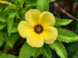 Damiana flowers bloom in the morning