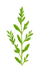Fototapeta premium Vibrant green plant stem with lush leaves, cut out