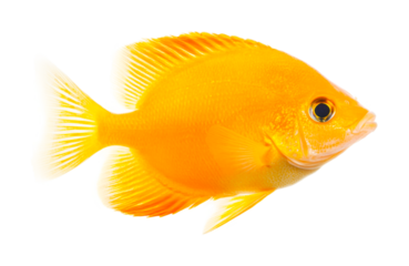 Bright orange fish with striking fins and vibrant scales, cut out