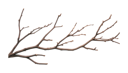 Detailed tree branch with budding twig extensions, cut out
