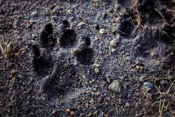 close-up of canine animal tracks found in the dirt. full frame abstract background. © mailcaroline