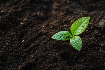 Symbolizing growth and life  merging earthy textures with plant forms for a vibrant visual narrative