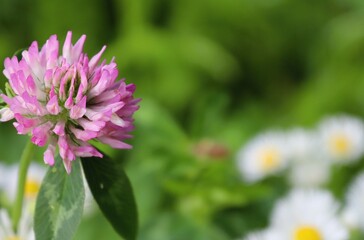 Close up of a pink flower