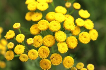 Close up of yellow flowers