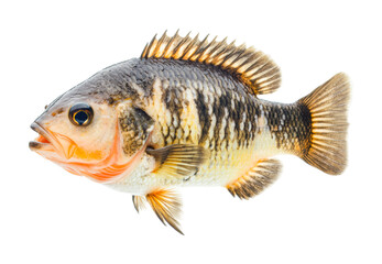 Fototapeta premium Close-up of oreochromis niloticus fish isolated on white, cut out