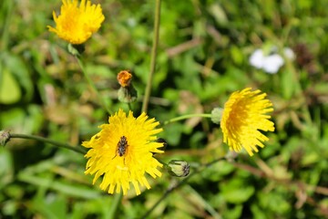 Yellow dandelions on green grass