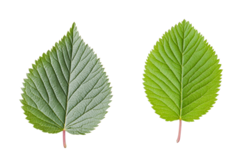 Comparison of textured dual leaves: study in botany and plant morphology, cut out