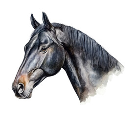 Detailed watercolor portrait of a noble horse in profile view, cut out