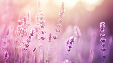 Obraz premium Soft Focus Lavender Field with Gentle Sunlight Reflections