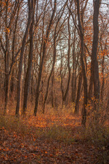 Obraz premium Autumn forest covered with dry brown leaves, in which leafless trees grow, illuminated by bright rays of the sun