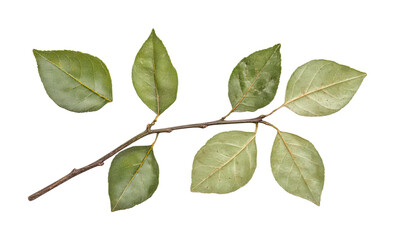 Fototapeta premium Branch with green leaves isolated on white background, cut out