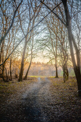 Fototapeta premium Autumn forest covered with dry orange leaves, with fallen branches and a dirt road with leafless trees against the background of a bright sunset sky