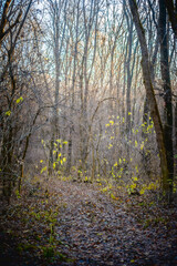 Fototapeta premium Autumn forest covered with dry orange leaves, with fallen branches and leafless trees against a bright sunset sky