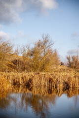 tall yellow grass growing from a blue lake, against a hill with trees and a blue sky with white clouds, at sunset