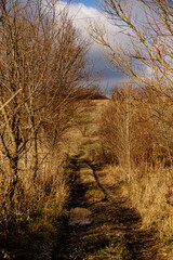 a winding dirt road going through hills with tall yellow grass, against a blue sky with large white clouds
