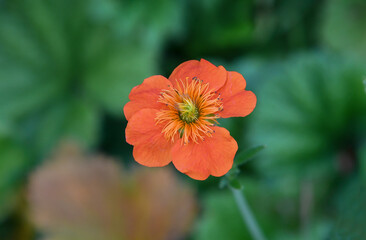 Benoîte orangée ou Geum coccineum Feuermeer