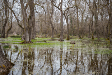 Flooded forest with bare trees and green undergrowth grass under overcast sky. Wetland forest with waterlogged ground and sparse tree. Swampy, nature, ecosystem and seasonal change concept
