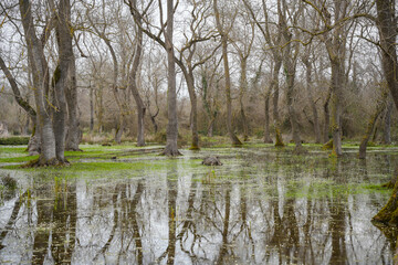 Flooded forest with bare trees and green undergrowth grass under overcast sky. Wetland forest with waterlogged ground and sparse tree. Swampy, nature, ecosystem and seasonal change concept