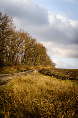 Fototapeta premium empty agricultural field with leafless trees growing on the side against the backdrop of a sunset stormy sky