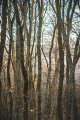 Obraz premium autumn forest covered with orange leaves during a cold sunset