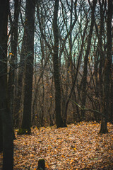 Fototapeta premium autumn forest covered with orange leaves during a cold sunset