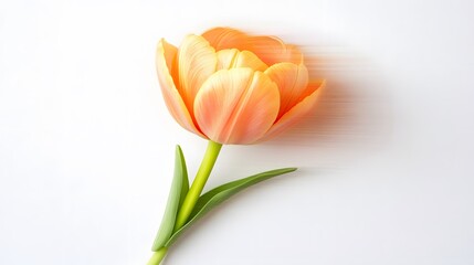 Fototapeta premium Peach Tulip Flower on White Background Minimalist Spring Blossom