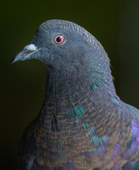 Extreme close-up of Rock Pigeon bird head looking at camera