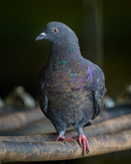 Rock Pigeon bird perching on electrical cable looking at camera