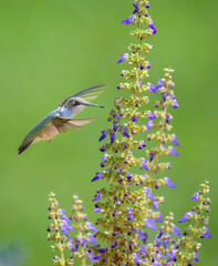 Fototapeta premium Ruby-throated Hummingbird hovering next to flower
