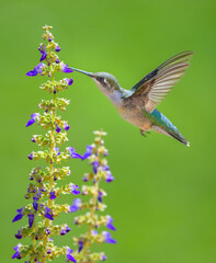 Ruby-throated Hummingbird hovering eating from flower